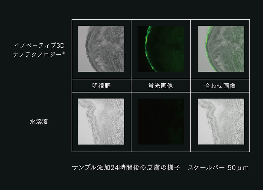 サンプル添加24時間後の皮膚の様子