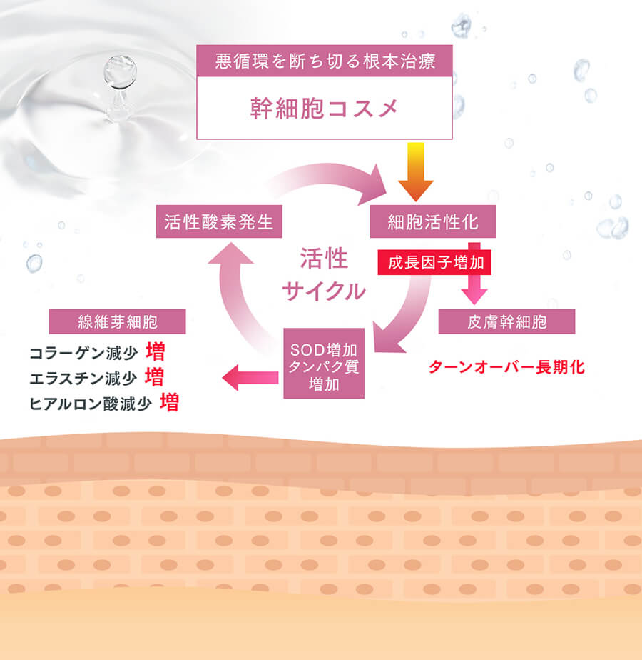 加速する肌老化の悪循環