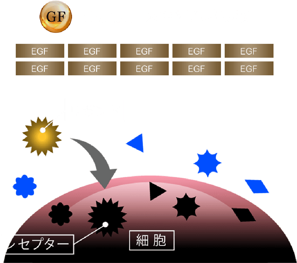 ヒト脂肪由来幹細胞培養液