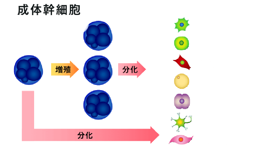 成体幹細胞
