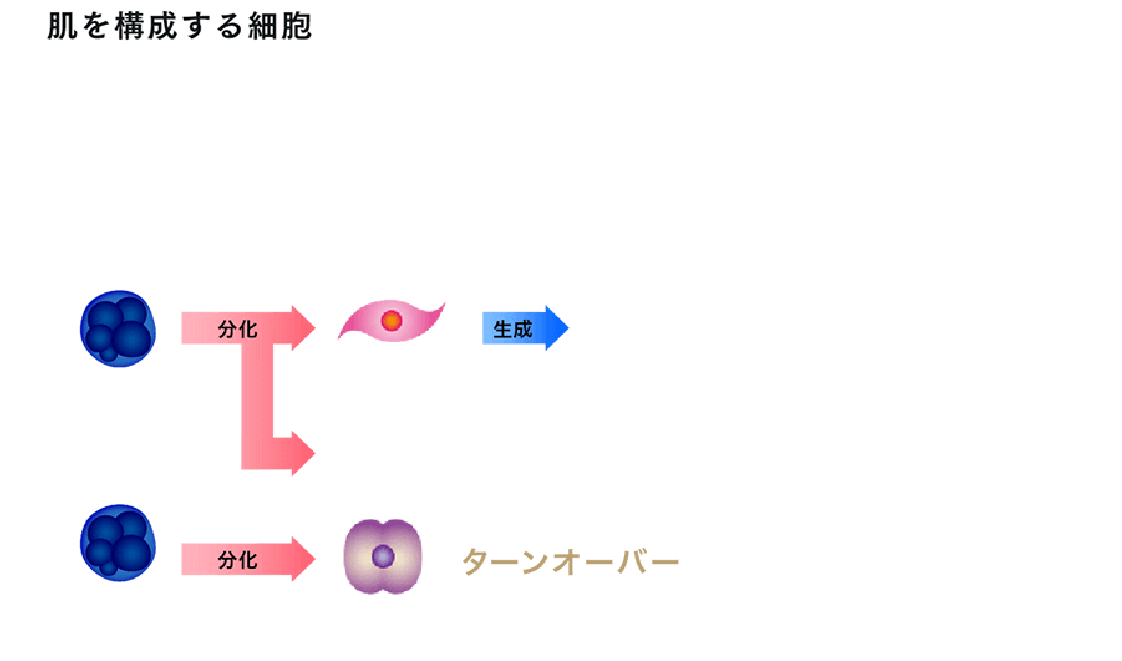 肌を構成する細胞