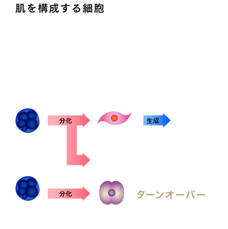 肌を構成する細胞