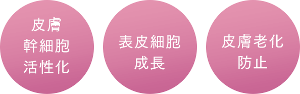 皮膚幹細胞活性化 表皮細胞成長 皮膚老化防止