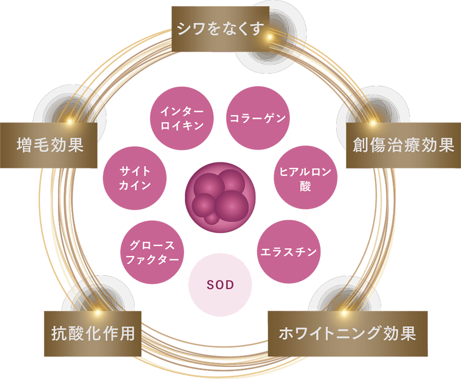 シワをなくす 創傷治療効果 ホワイトニング効果 抗酸化作用 増毛効果